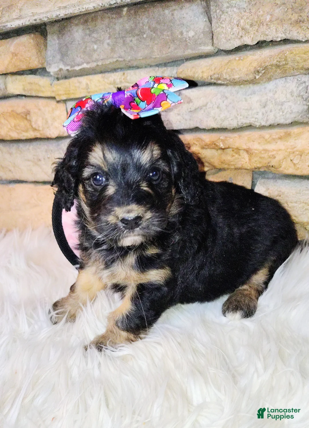 Saint Berdoodles dogs for sale: Loreth F1b Mini Saint Berdoodle - Ad 4