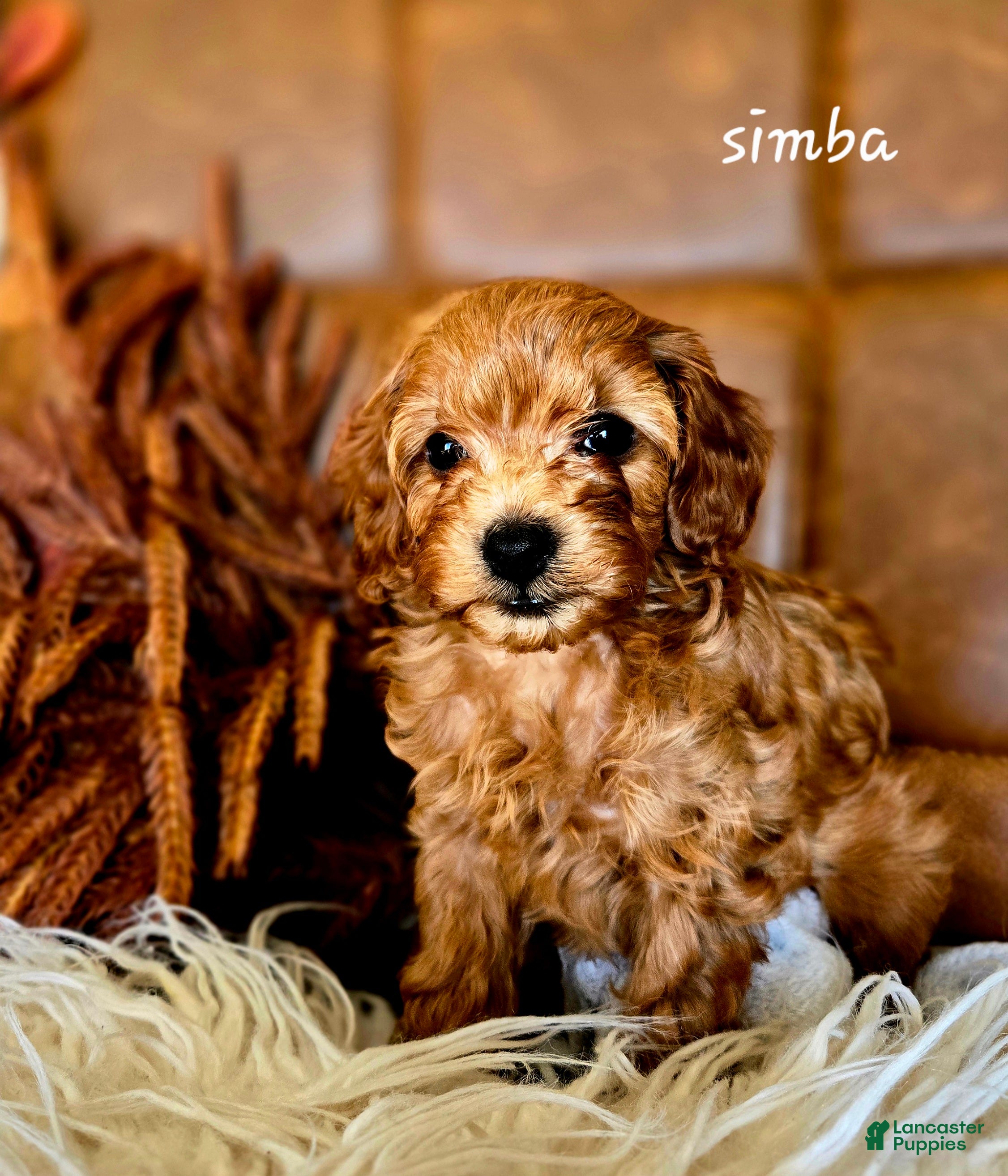 Cavapoo dogs Simba - Ad 2