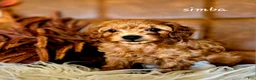 Cavapoo dogs for sale: Simba - Ad 2