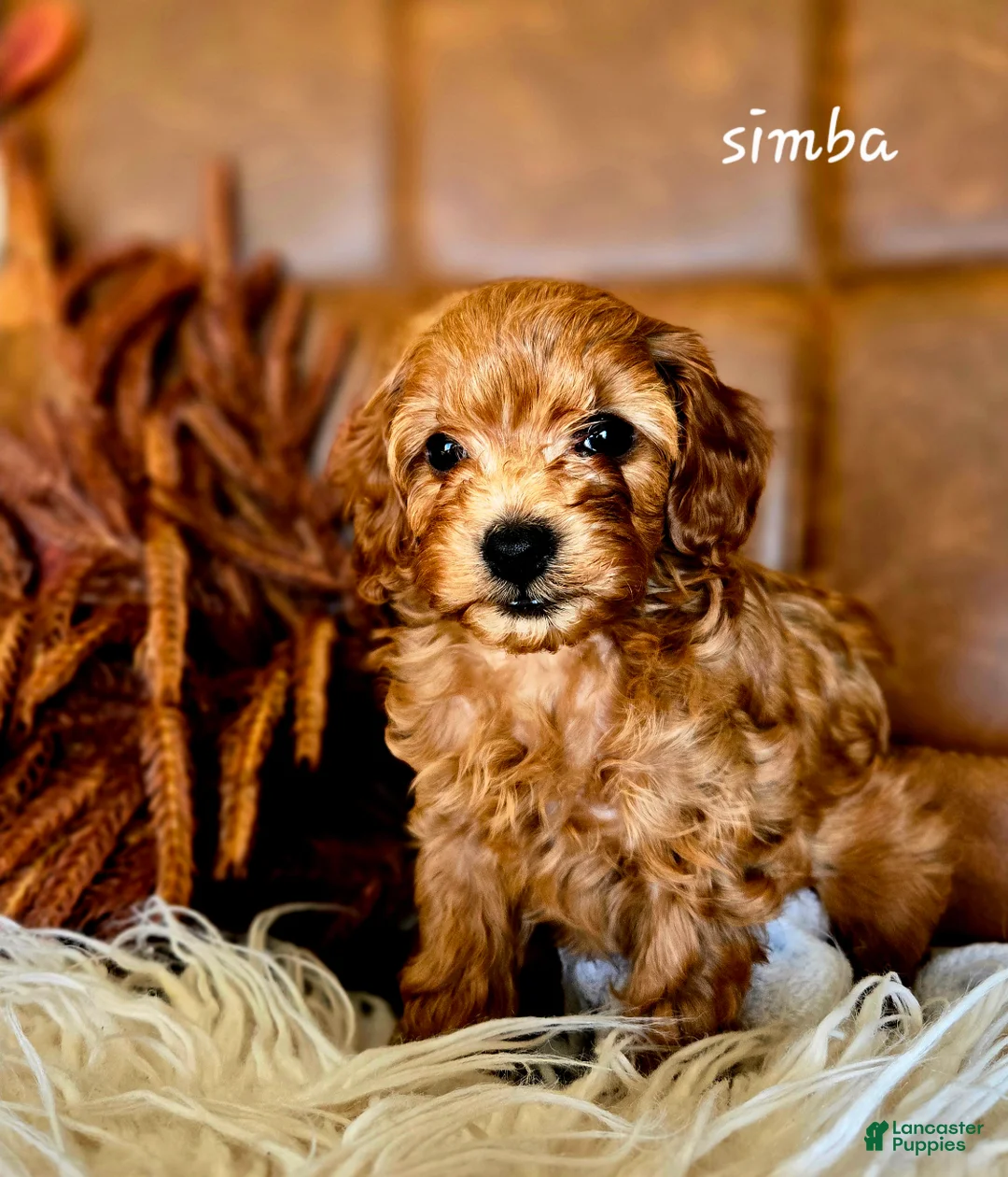 Cavapoo dogs for sale: Simba - Ad 2
