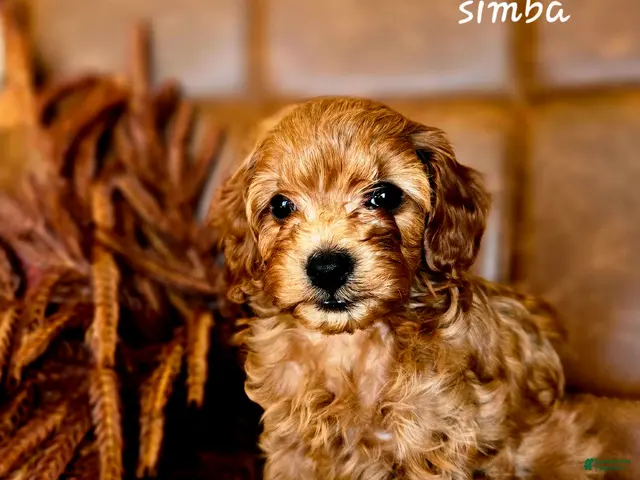 Cavapoo dogs for sale: Simba - Ad 2