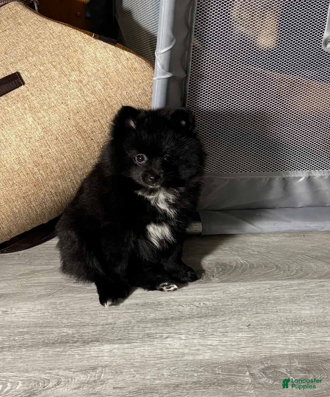 Pomeranian dogs for sale: Pomeranian 3-Sable - Ad 1