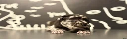 French Bulldog dogs for sale: French Bulldog 4 - Ad 6