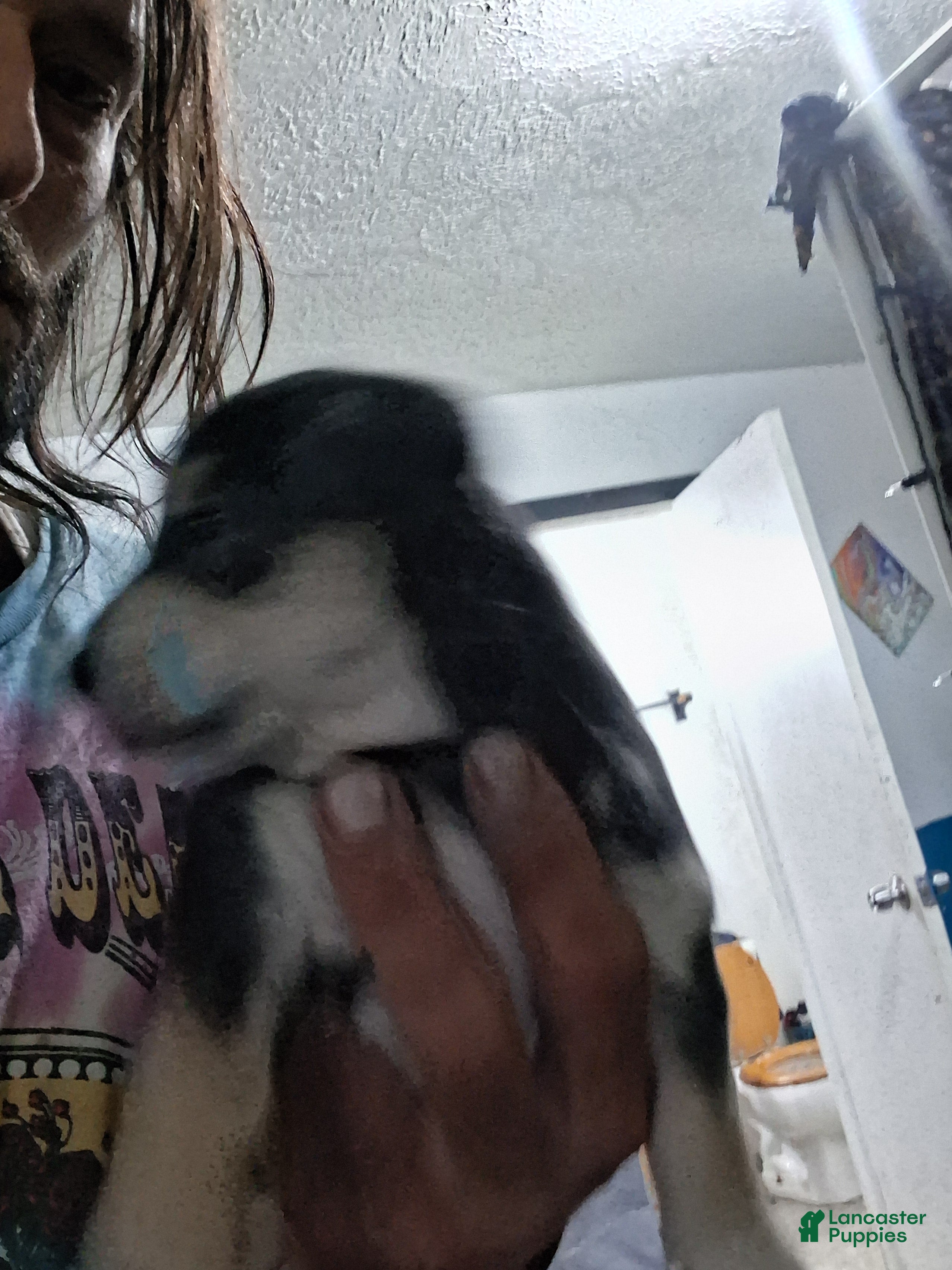 Mixed Breed dogs Mixed Breed Puppy 4 - Ad 4