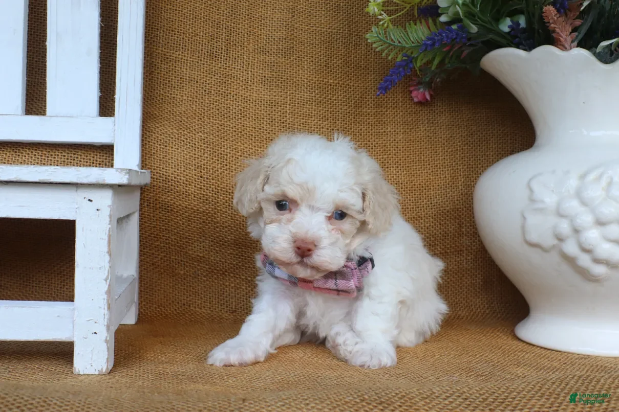 Toy Poodle dogs Dakota - Ad 2