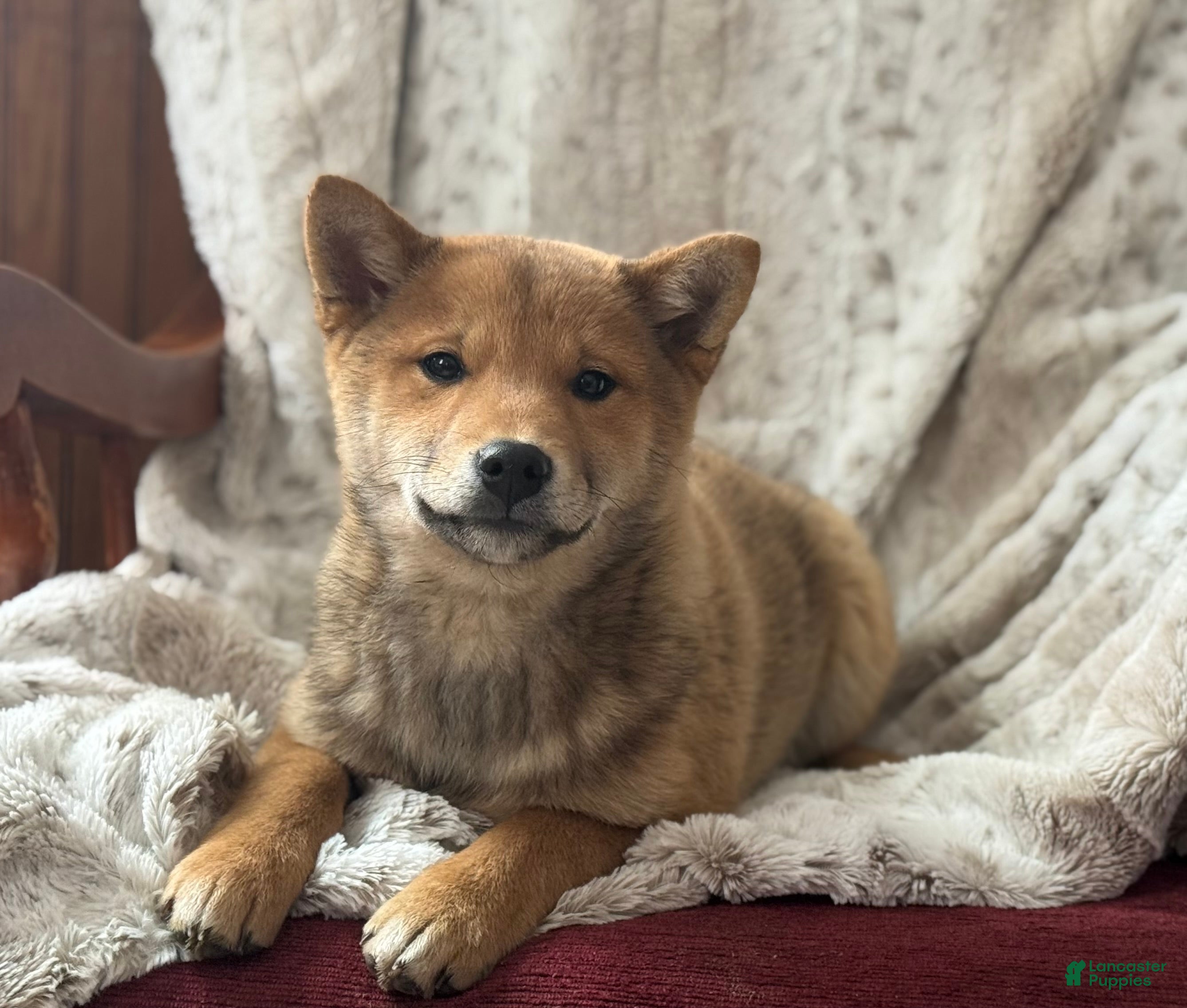 Shiba Inu dogs Shiba Inu Puppy 1 - Ad 2