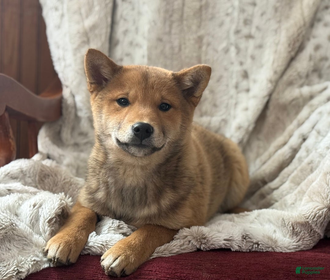 Shiba Inu dogs for sale: Shiba Inu Puppy 1 - Ad 2