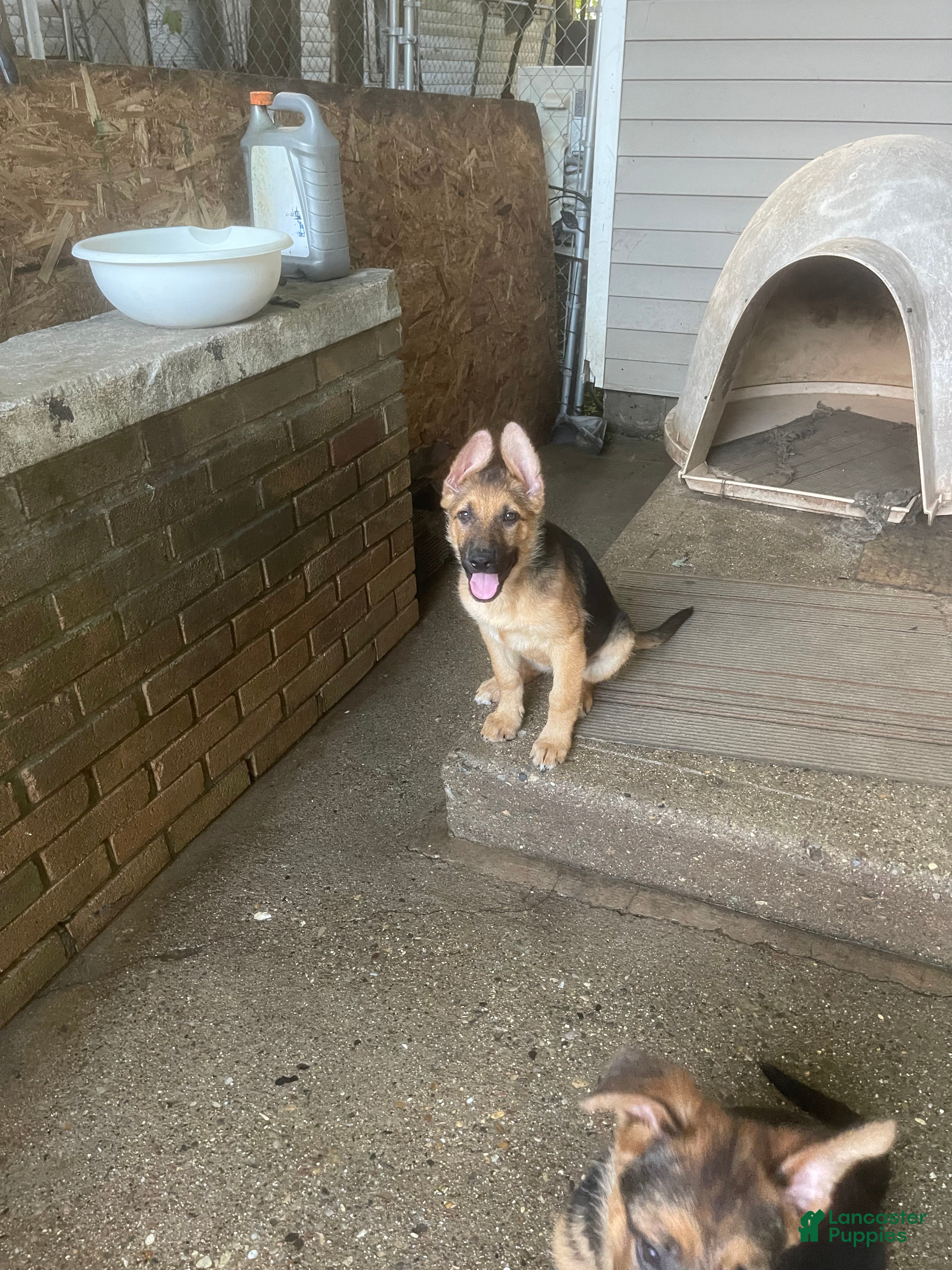 German Shepherd dogs Lulu - Ad 13