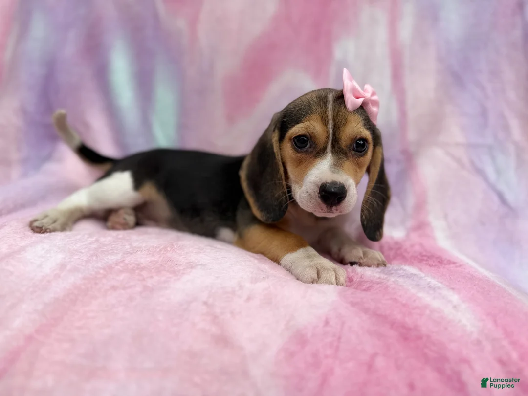 Beagle dogs for sale: Piglet - Ad 2