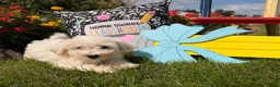 Bichon Frise dogs for sale: Teddy  - Ad 5