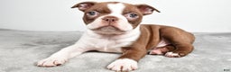 Boston Terrier dogs for sale: Jasper - Ad 4