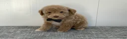 Toy Poodle dogs for sale: Simon - Ad 6