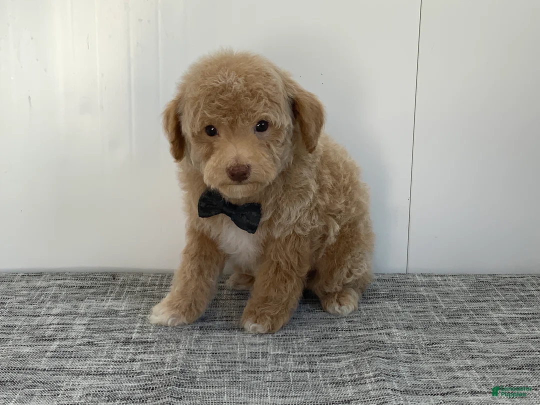 Toy Poodle dogs for sale: Simon - Ad 6