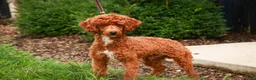 Miniature Poodle dogs for sale: Toast - Ad 3