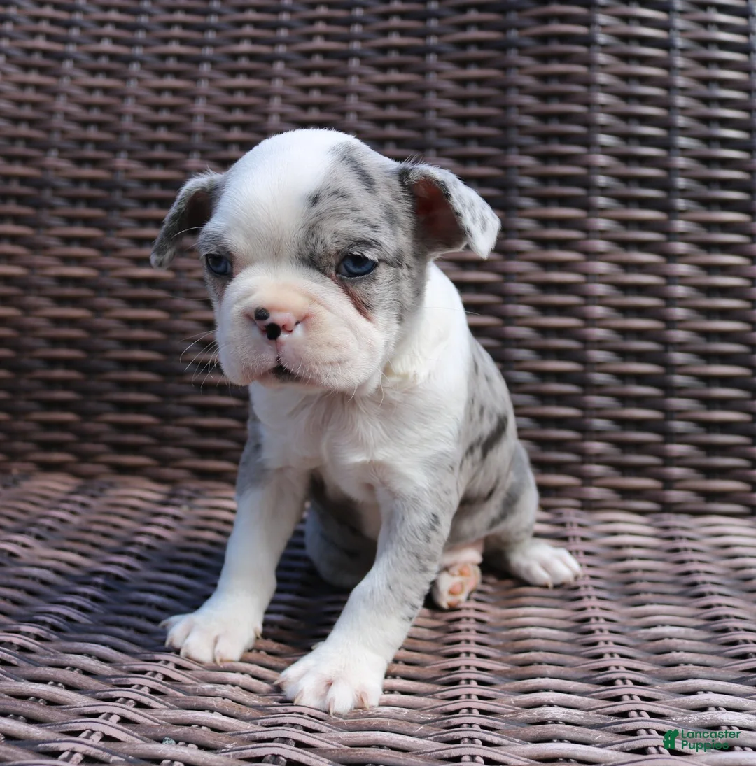 Boston Terrier dogs for sale: Carly - Ad 8