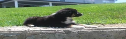 Australian Shepherd dogs for sale: Panda - Ad 3