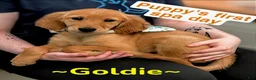 Golden Retriever dogs for sale: Golden Retriever Puppy 1 - Ad 1