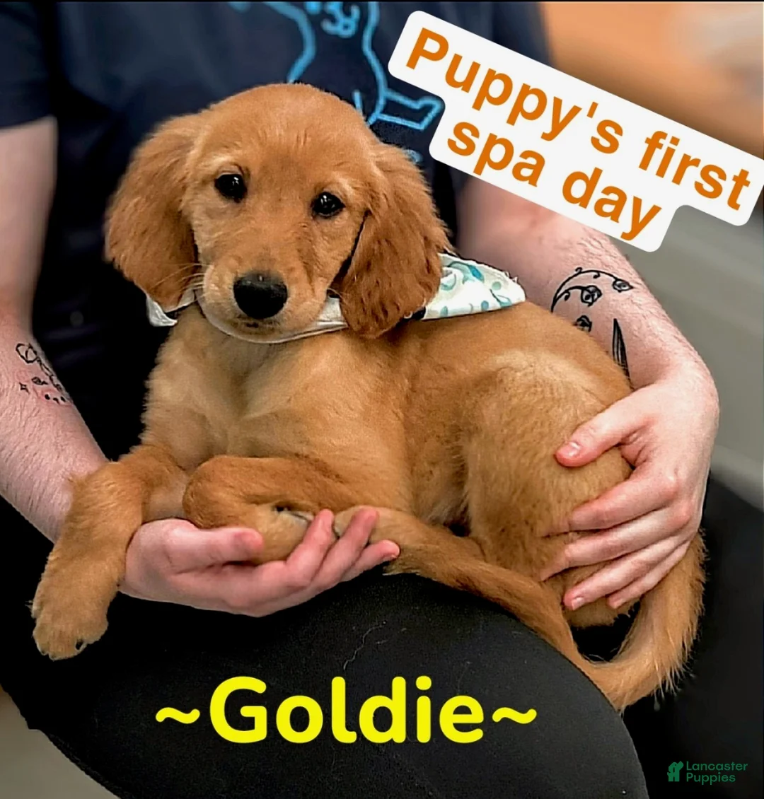 Golden Retriever dogs for sale: Golden Retriever Puppy 1 - Ad 1
