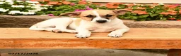 Teddy Roosevelt Terrier dogs for sale: Chippy - Ad 2