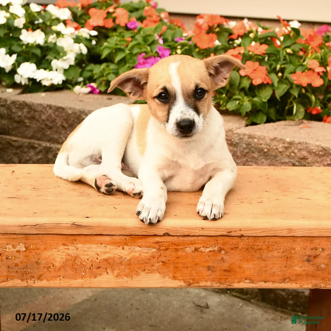 Teddy Roosevelt Terrier dogs for sale: Chippy - Ad 2