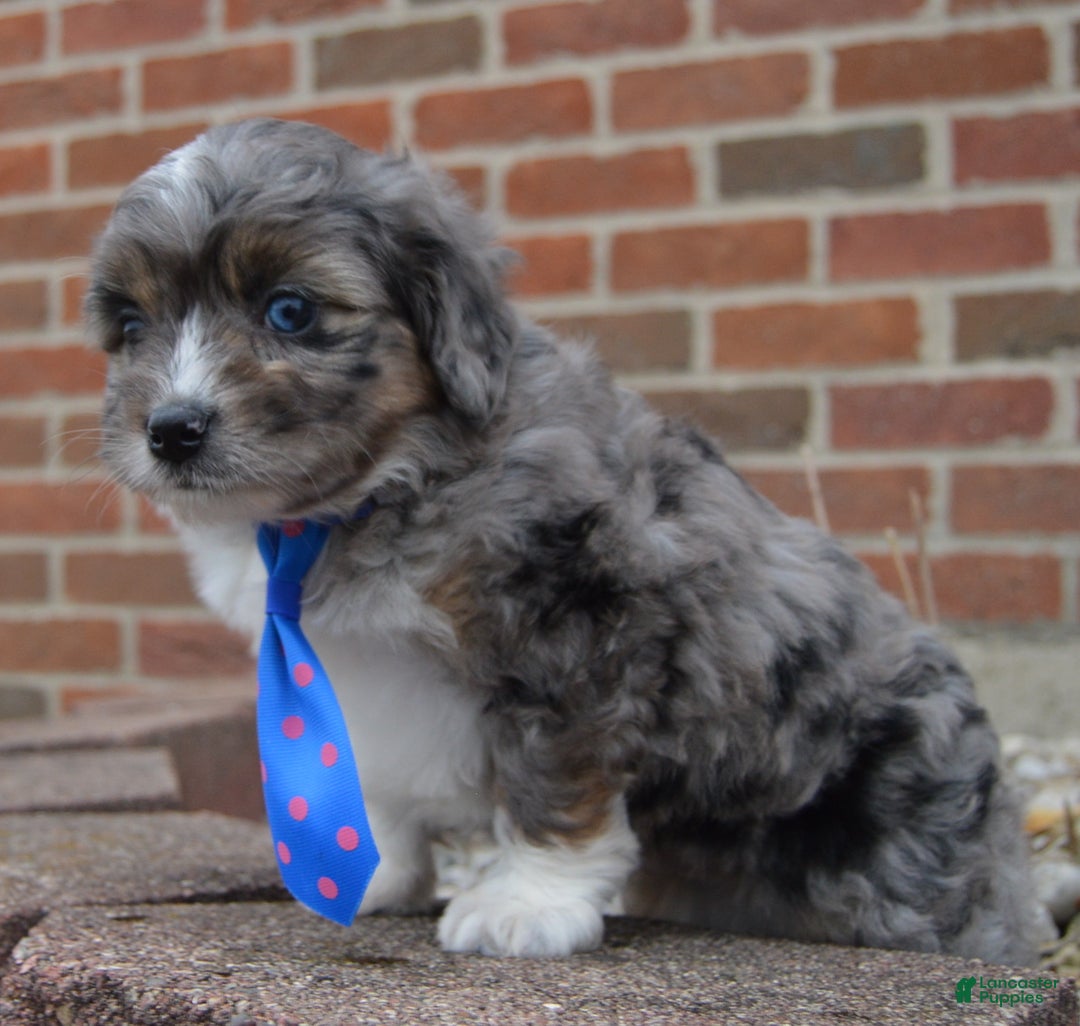 Mini Aussiedoodle dogs for sale: Mini Auggie - Ad 10