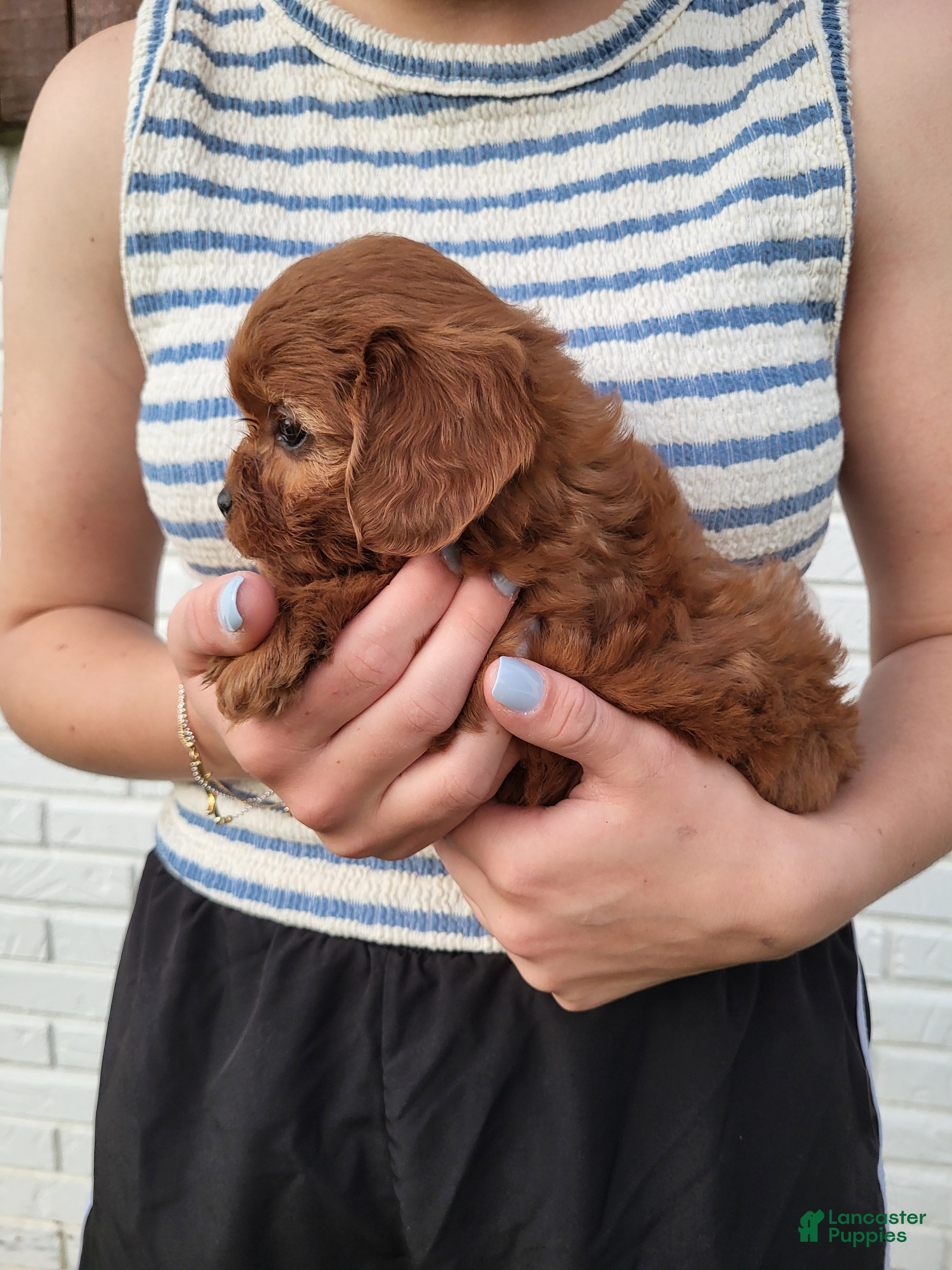 Cavapoo dogs for sale: Kallie - Ad 1