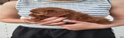 Cavapoo dogs for sale: Kallie - Ad 1