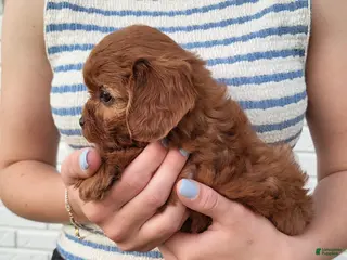 Cavapoo dogs for sale: Kallie - Ad 1