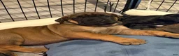 Cane Corso dogs for sale: Cane Corso 6 - Ad 1