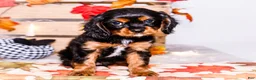 Cavalier King Charles Spaniel dogs for sale: Isaiah - Ad 4