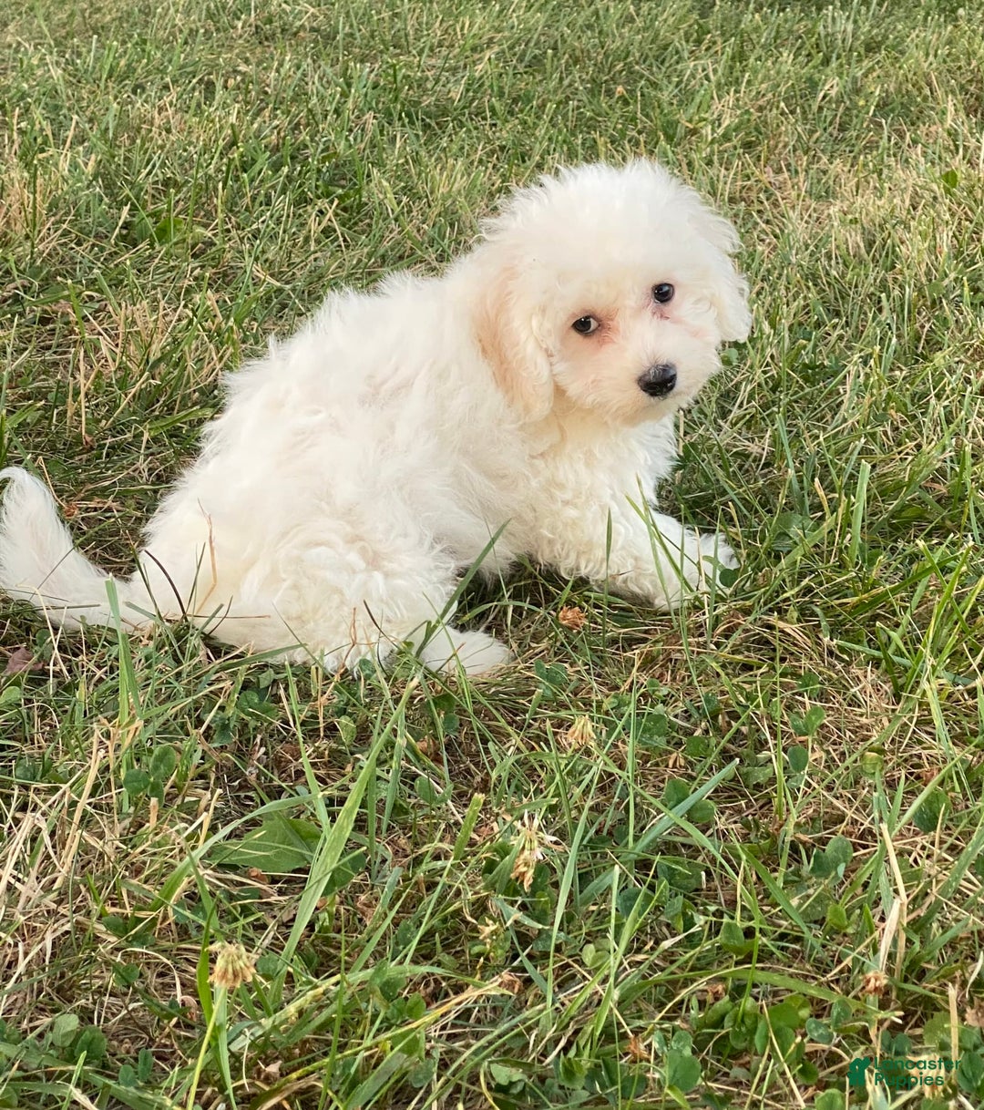 Bichon Frise dogs for sale: Bear - Ad 7