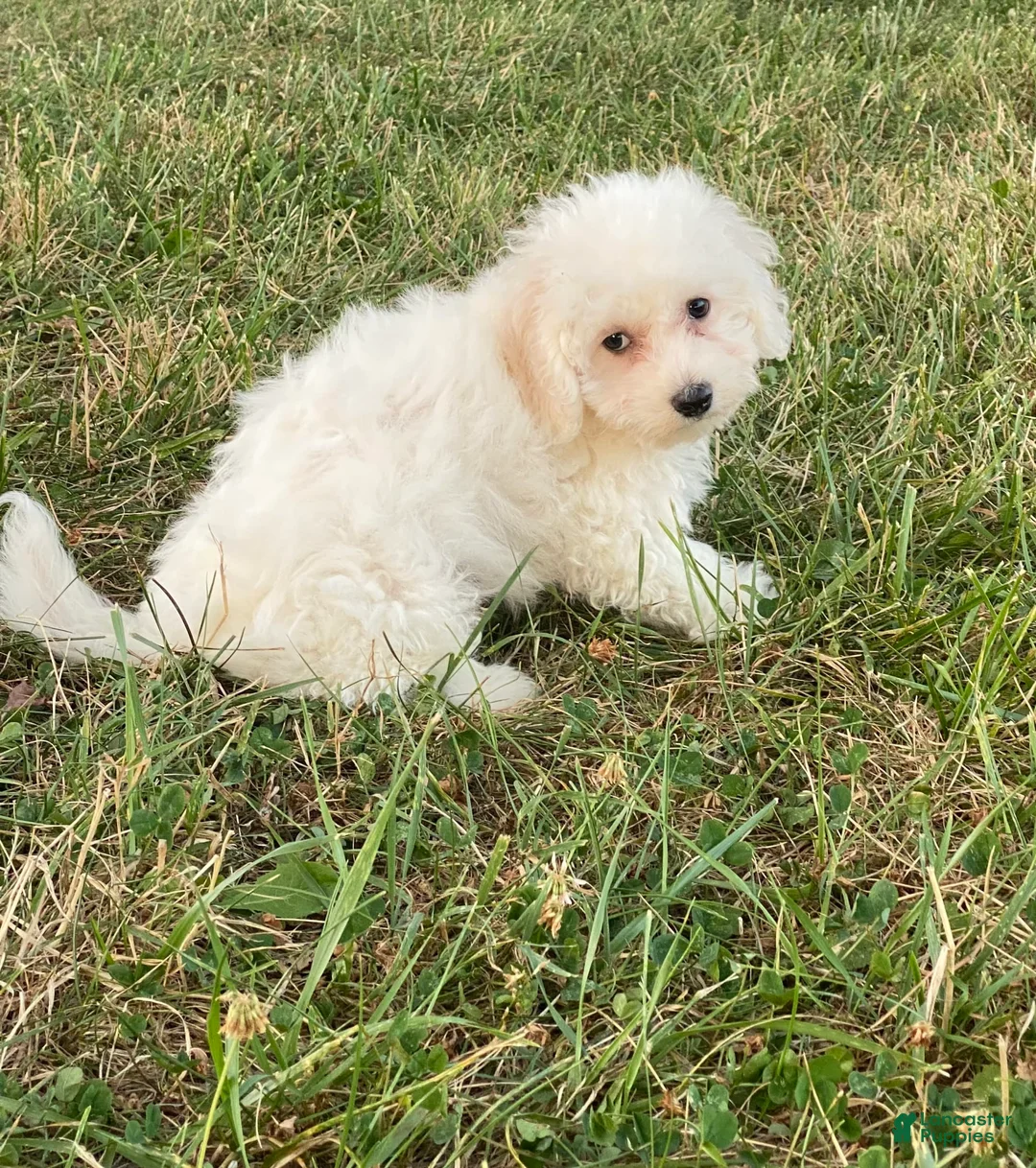 Bichon Frise dogs for sale: Bear - Ad 7