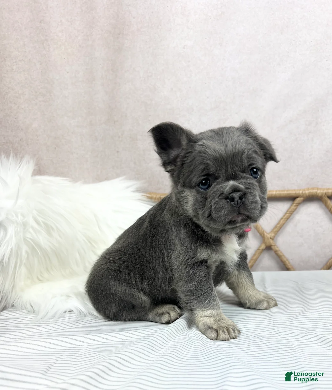 French Bulldog dogs for sale: French Bulldog Puppy 3 - Ad 2