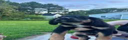 Mixed Breed dogs for sale: Bruce - Ad 3