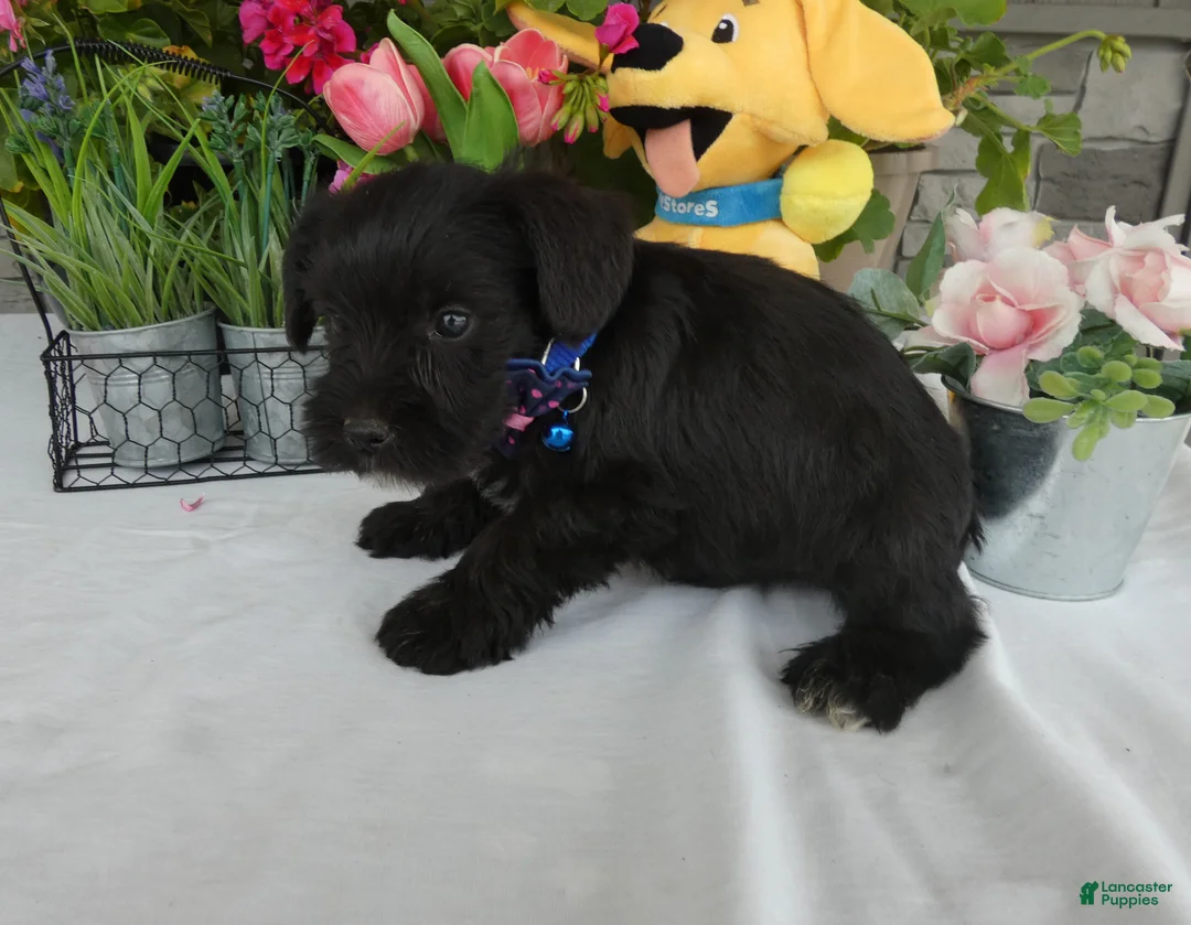 Miniature Schnauzer dogs for sale: Miniature Schnauzer 2 Toby - Ad 2