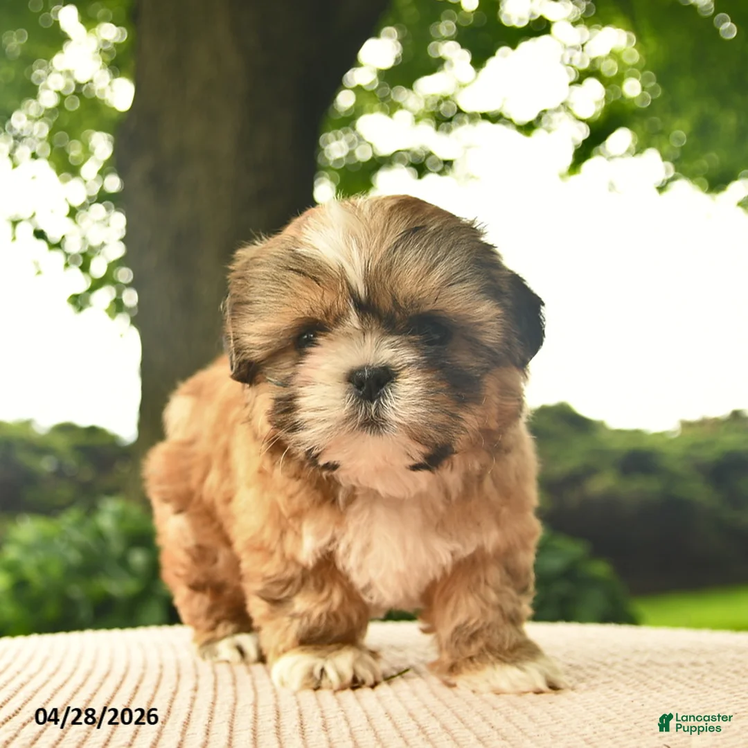 Shih Tzu dogs for sale: Linus - Ad 1