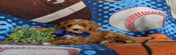 Cavapoo dogs for sale: Murdoch - Ad 7