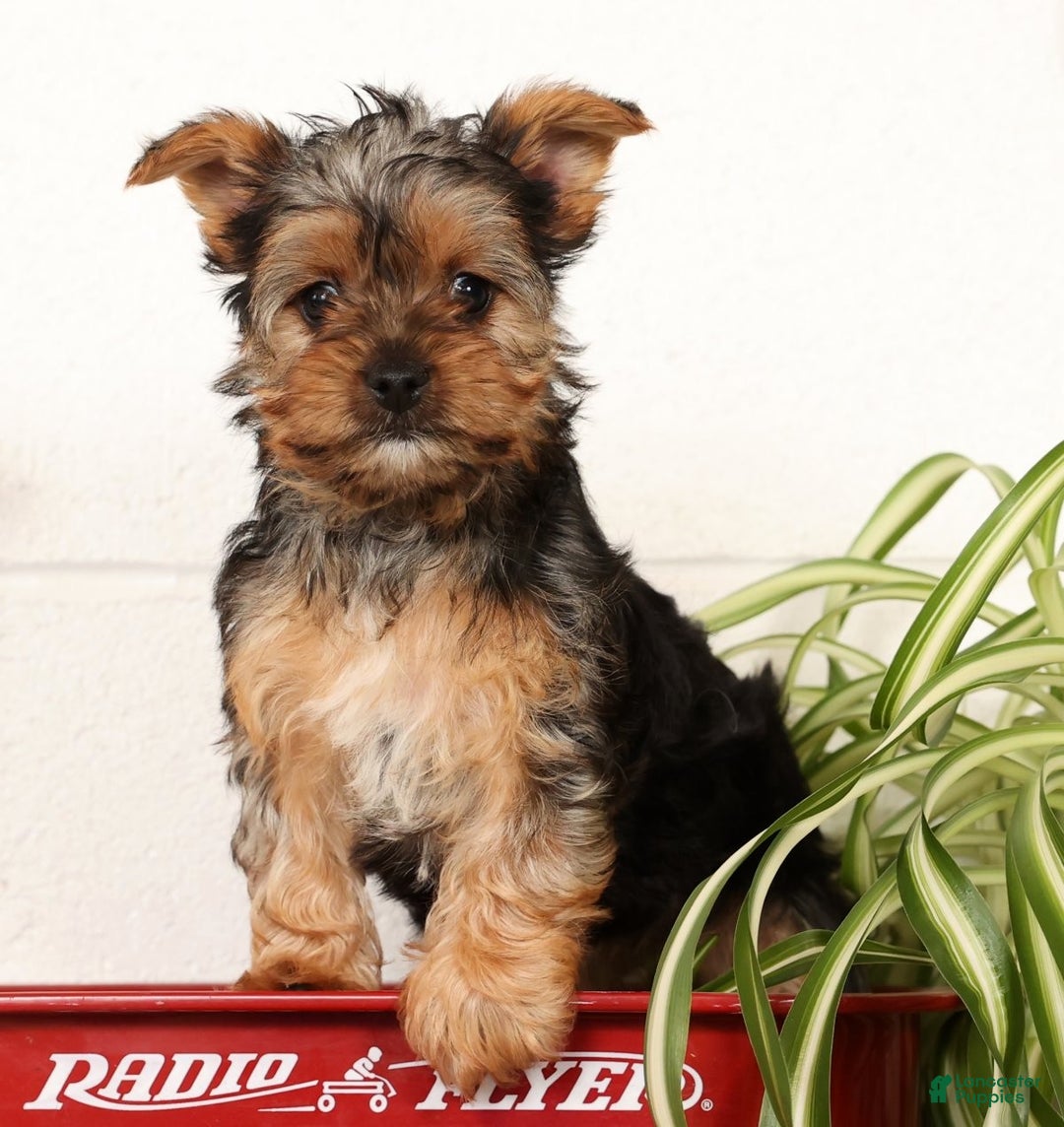 Yorkshire Terrier dogs for sale: Lola - Ad 1