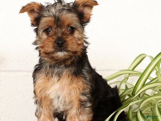 Yorkshire Terrier dogs Lola - Ad 3