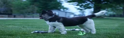 Akita dogs for sale: Olive - Ad 5