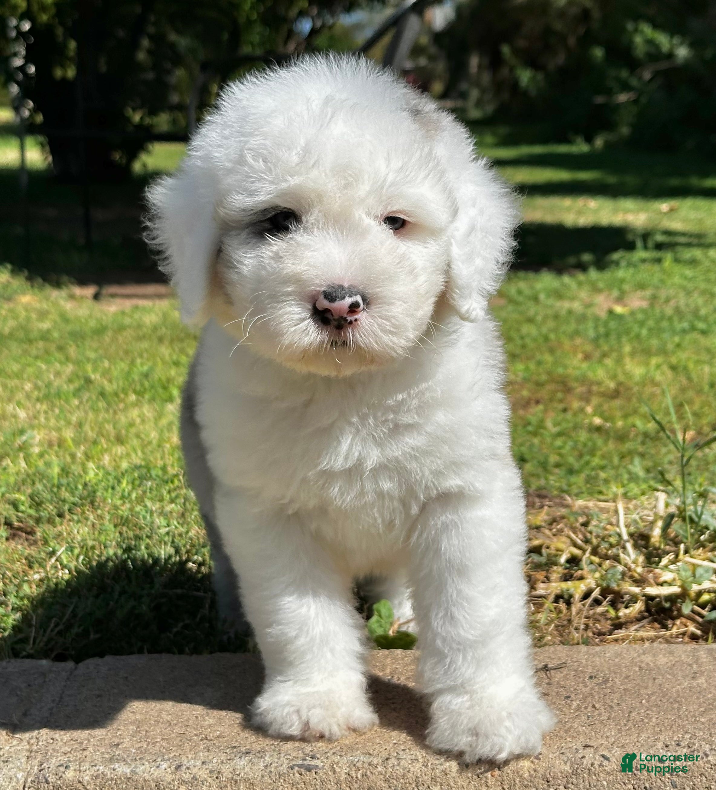 Sheepadoodle dogs Merle Male 6 - Ad 2