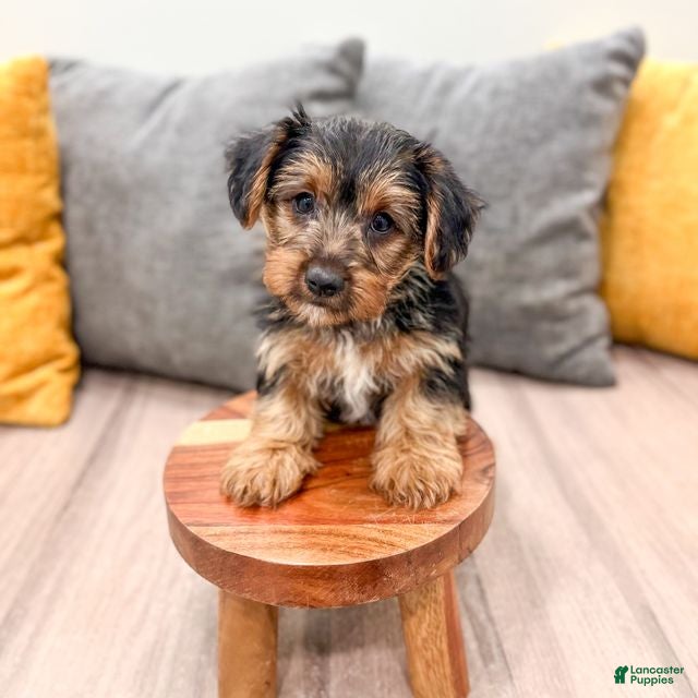 Yorkshire Terrier dogs Ivy - Ad 1
