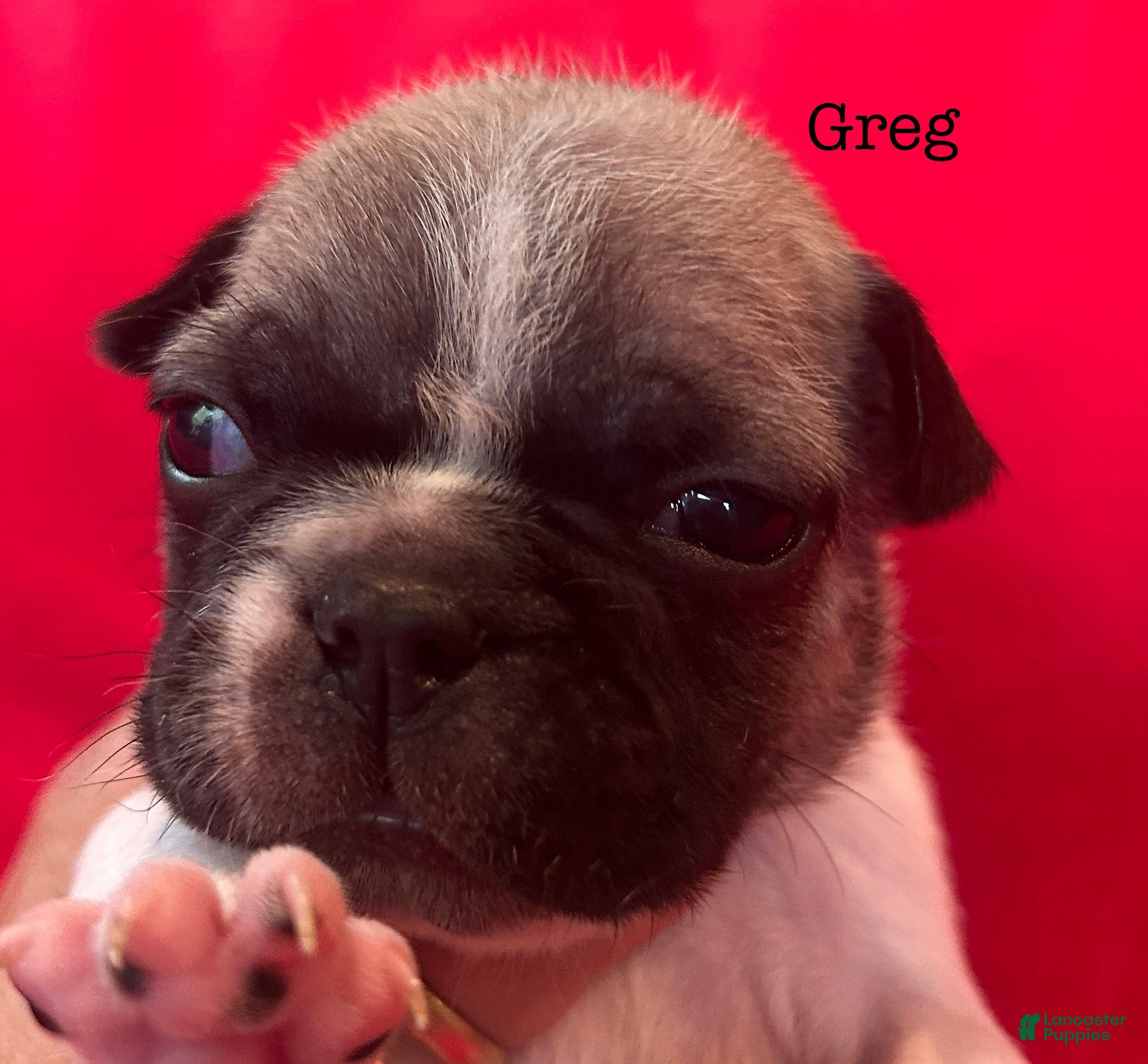 French Bulldog dogs Greg - Ad 4