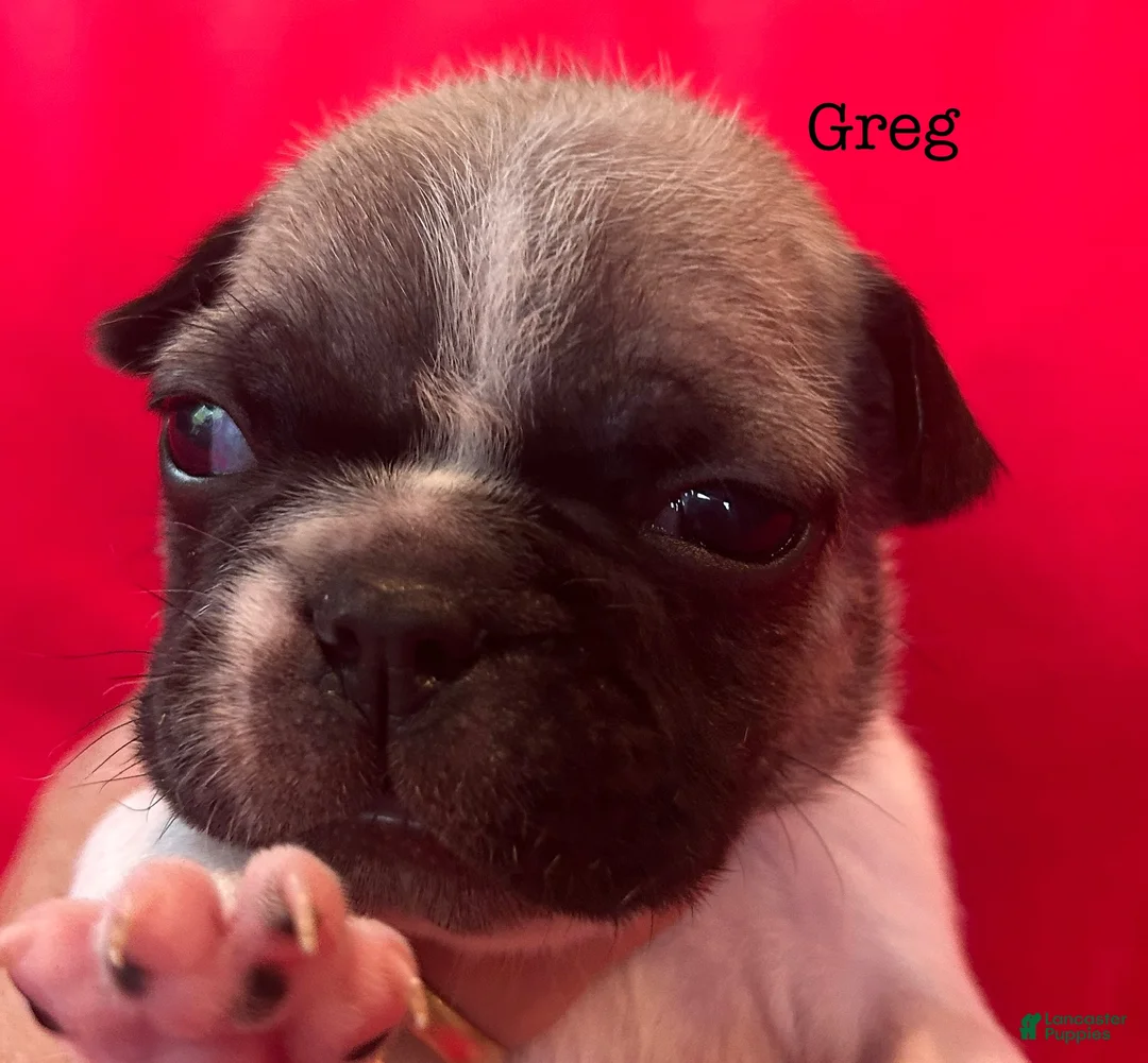French Bulldog dogs for sale: Greg - Ad 1