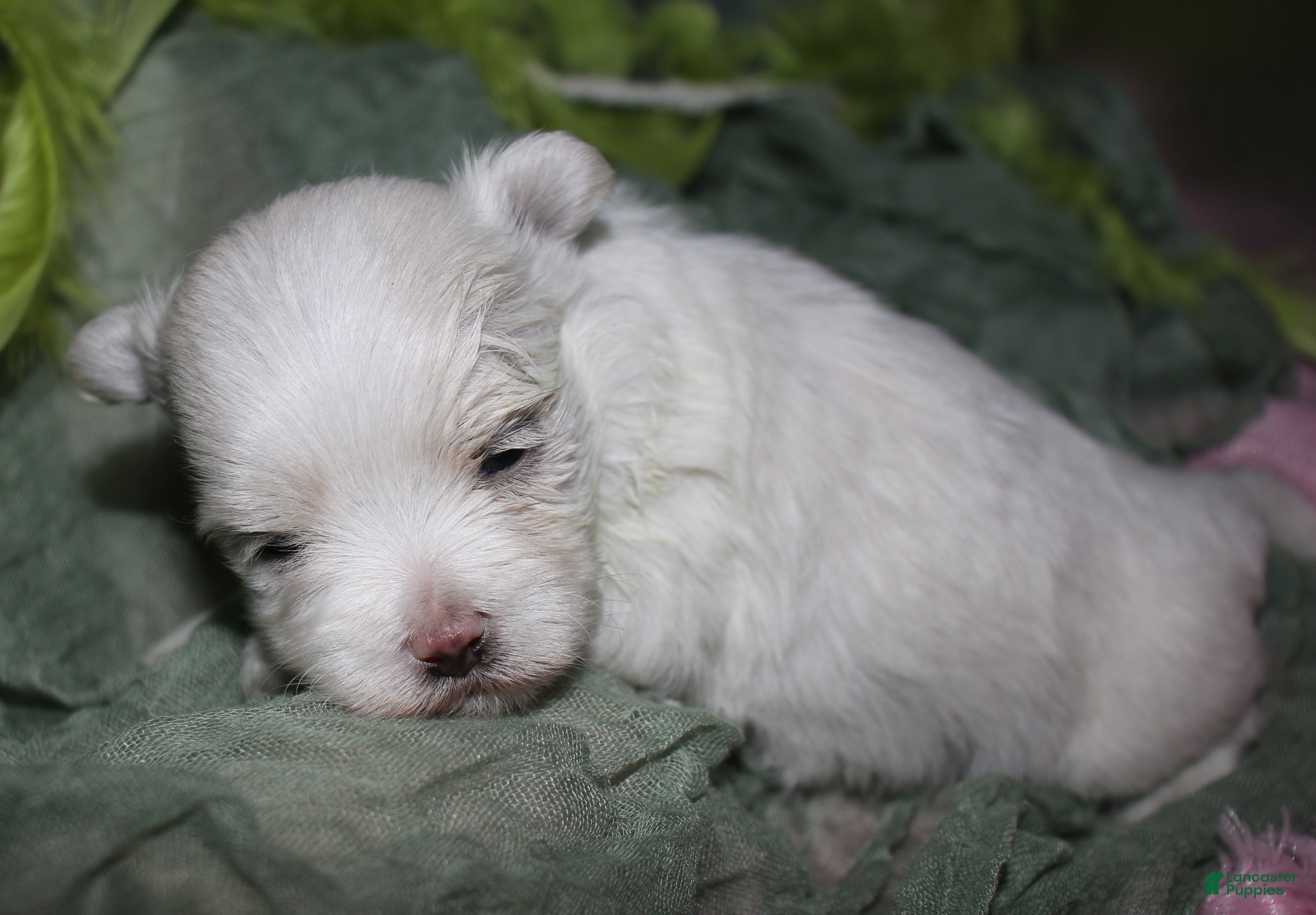 Maltese dogs for sale: Conrad - Ad 6