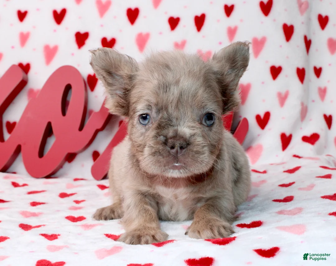 French Bulldog dogs for sale: French Bulldog Puppy 1 - Ad 2