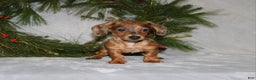 Miniature Dachshund dogs for sale: Coco - Ad 11