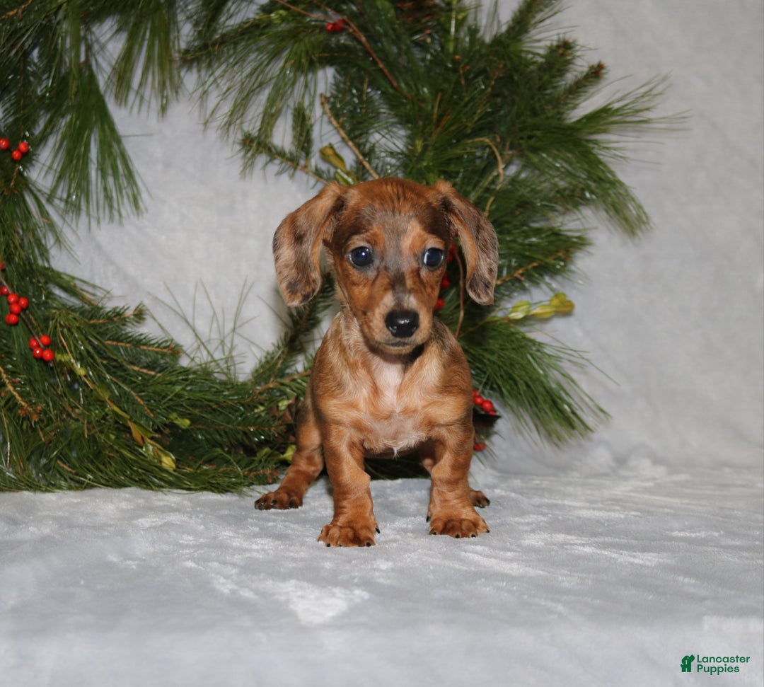 Miniature Dachshund dogs for sale: Coco - Ad 11