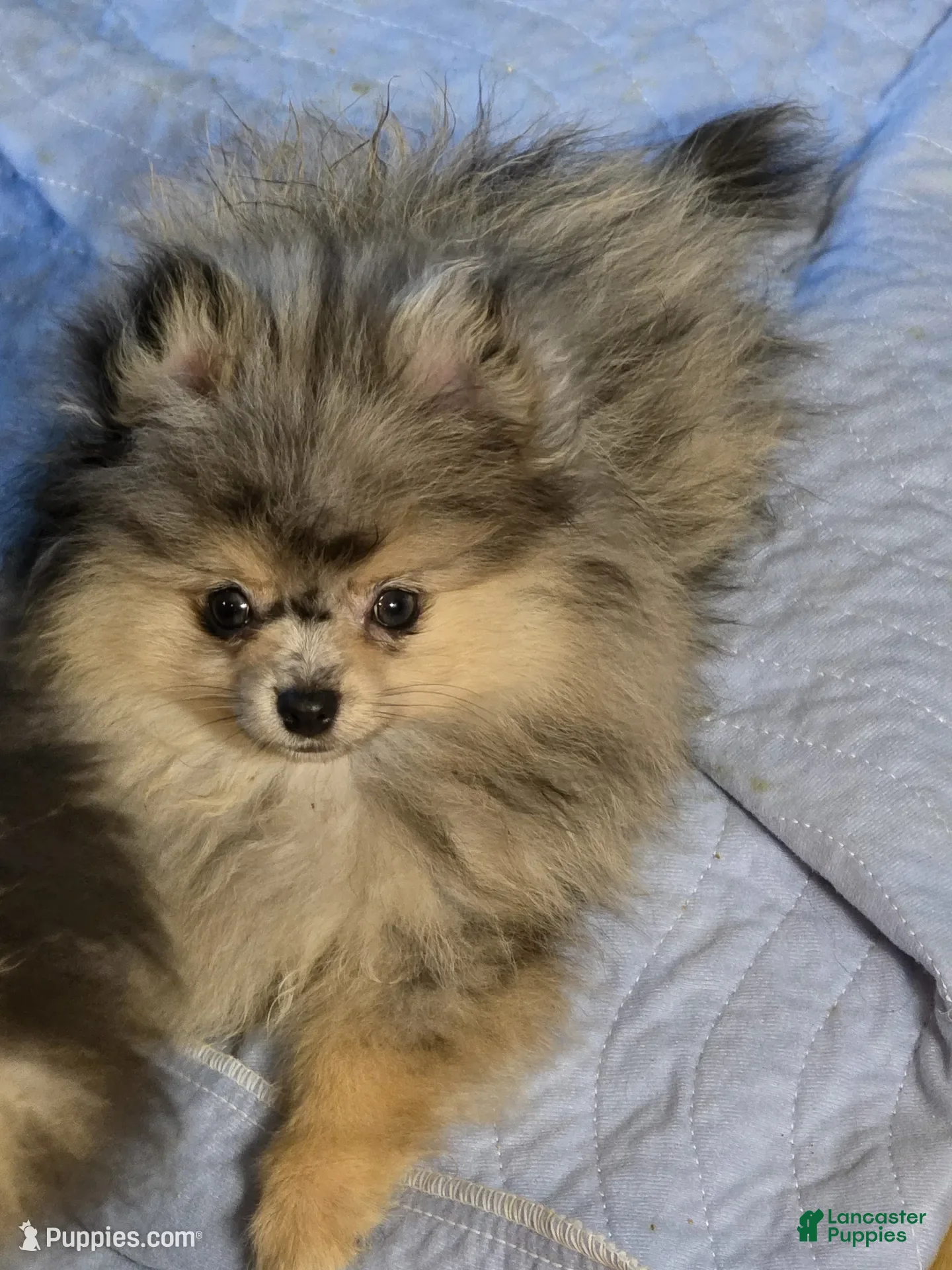 Pomeranian dogs Akc Jax  - Ad 13