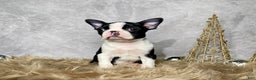 Boston Terrier dogs for sale: Jasper - Ad 6